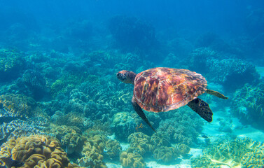Naklejka na ściany i meble Sea turtle in blue water, underwater coral reef photo. Endangered sea turtle in blue water of tropical sea. Green turtle underwater photo. Wild marine animal in natural environment.
