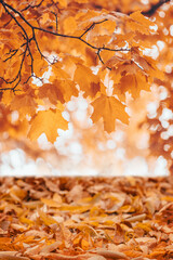 Autumn deciduous 3d background with maple branch