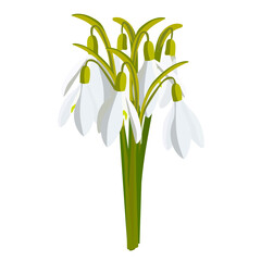 Bouquet of snowdrops isolated on white. Vector illustration.
