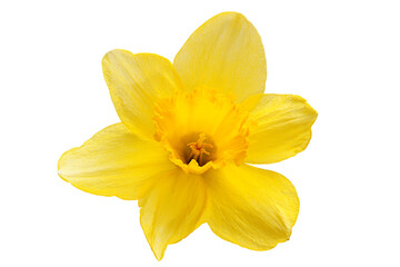 Yellow narcissus spring flower