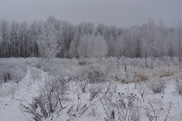 Winter landscape with dry herbs on the field and trees covered by hoarfrost. Overcast wintry day