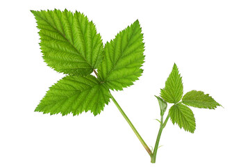 Black berry closeup leaf