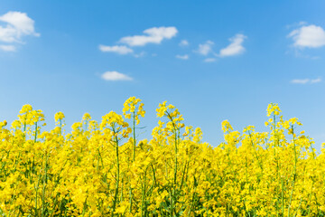 rapeseed field against the sky  (soft focus)