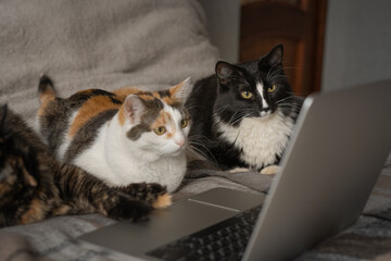 Three cats look at the laptop screen