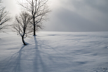 Fototapeta na wymiar 冬美瑛素敵な雪影のある風景