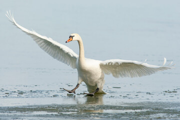Large and elegant bird, mute swan, Cygnus olor landing to the frozen sea with spread wings, trying to slow down with its feet 