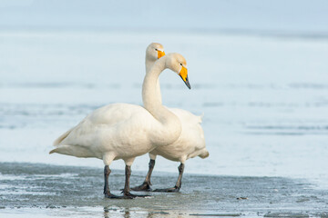 Fototapeta premium Pair of whooper swan, Cygnus cygnus standing together on the ice during winter day in Estonia