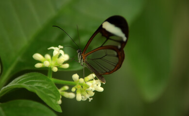 Ein Glasflügler auf einer weißen Blume