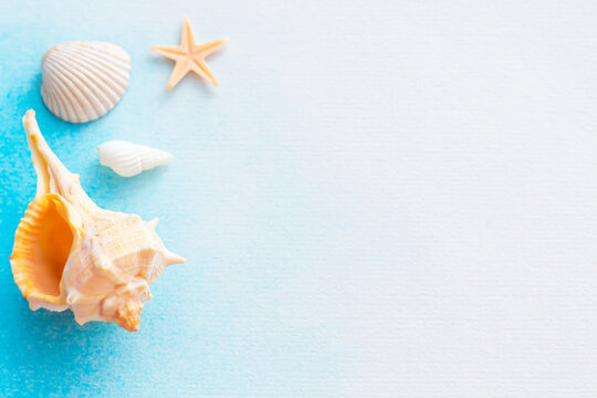 sea shells and starfish