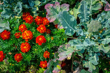 Cabbage beds and marigold flowers grow nearby. View from above. Marigolds planted around the...