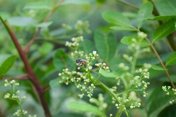 Bee on a flower