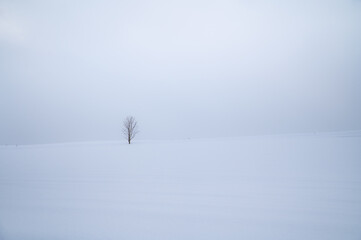 冬美瑛の寒空の下の一本木