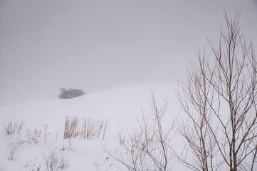 冬美瑛の影絵のような世界