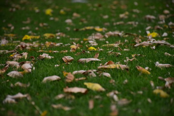 Fallen dry leaves on the grass