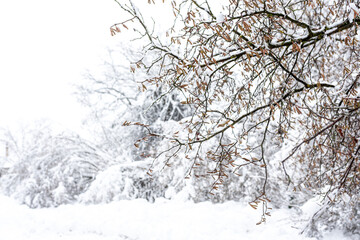 Fototapeta na wymiar Winter with snow in Lithuania