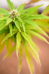 Vista de cerca de hojas y flores de una planta de marihuana  (Cannabis)
