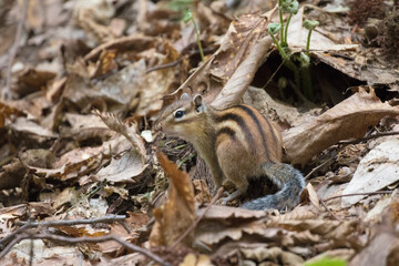 シマリス-Chipmunk