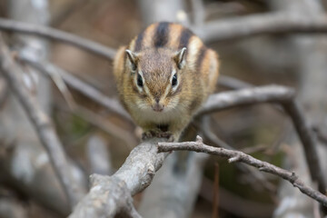シマリス-Chipmunk