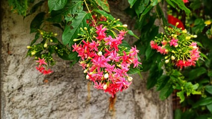 Flowers bloom even though the leaves are eaten by pests.