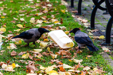 crows in the park at the rubbish bin eat leftovers from a plastic box
