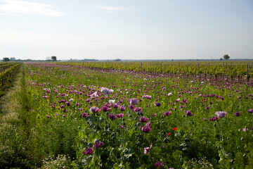 schönes lila blühendes mohnfeld