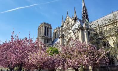 Famous cathedral Notre Dame in Paris with pink cherry tree blossoms on a spring day with blue sky. 