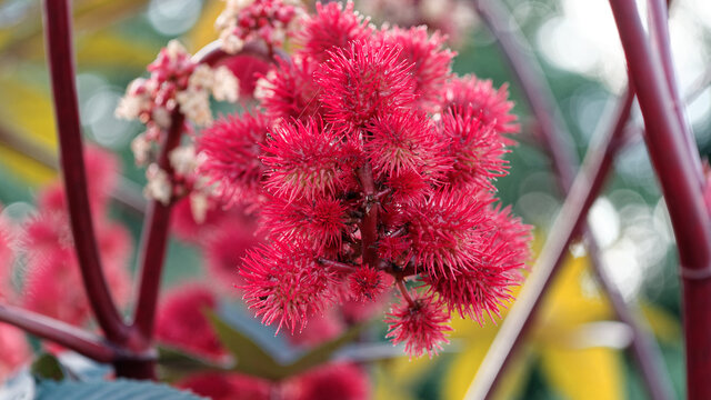 Miracle tree rizinus ricinus communis fruit flower blossom plant ornamental plant Castor oil plants Castor oil plant Red fruit of the miracle tree Medicinal plant Poisonous plant Castorbean Castor Oil