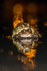 Common toad during migration