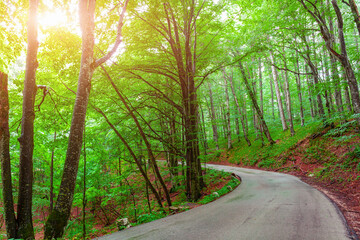 Empty road in a beautiful green forest, Morning light falls on a forest road.