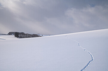 雪雲の下の美瑛の丘