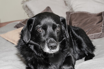 Senior dog sitting on the bed and looking at the camera