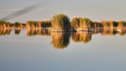 wunderschöner blick auf ruhigen, stillen neusiedlersee mit schilf und wasser am frühen morgen