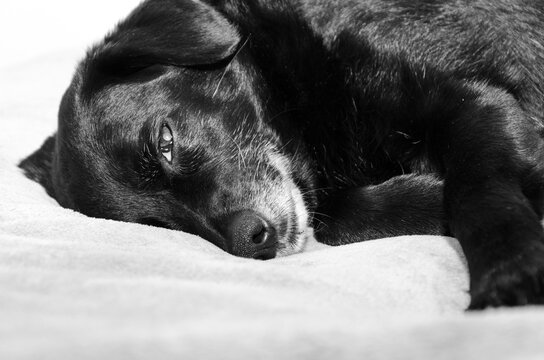 Portrait of a senior dog lying on his side and resting