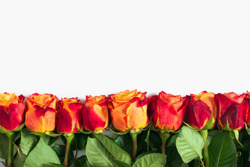 Red and yellow roses isolated on white background. Flat lay, top view, free copy space. - 409195882