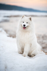 Obraz premium Samoyed white dog is on snow Saulkrasti beach in Latvia