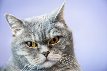 face of a cute British shorthair cat on a lilac background