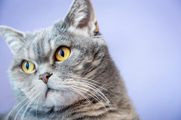 face of a cute British shorthair cat on a lilac background