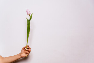 hand holding single purple tulips on white background. spring season concept. minimal composition. copy space