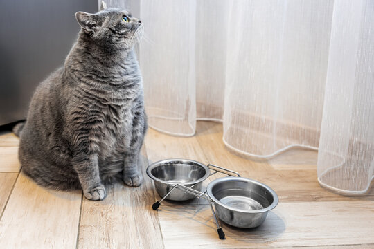 fat British cat sits in front of an empty bowl and waits for food