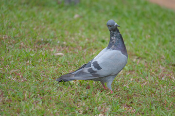 Fabulous pigeon posing for a picture