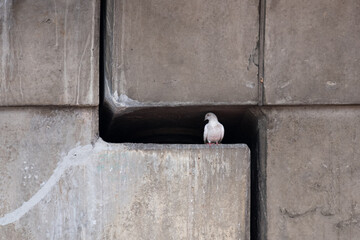 White pigeon seeking shelter in the gaps of an overhead railway track