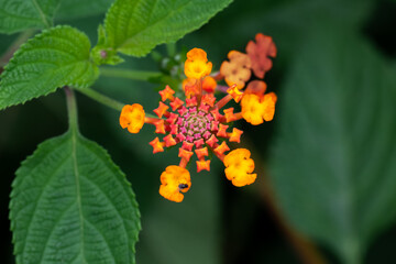 Tiny insect on the petal of a yellow lantana flower