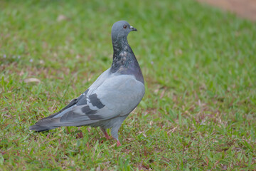 Pigeon searching for food in the grass