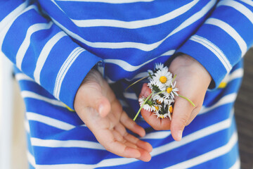 Closeup of hands of little toddler child with spring flowers. Girl pick flower for mother.