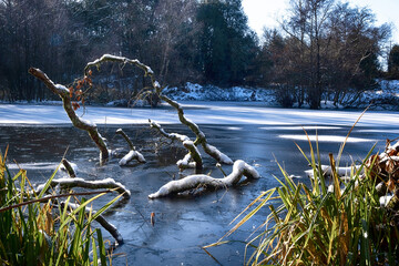 Tree in a partially frozen lake
