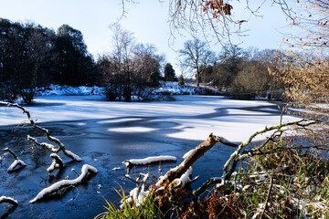 Tree in a partially frozen lake