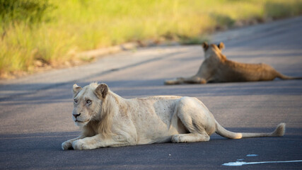 a rare white lion in the wild - Kruger National Park