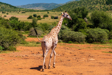 giraffe in the savannah
