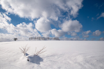 冬美瑛天然雪のオブジェのある丘