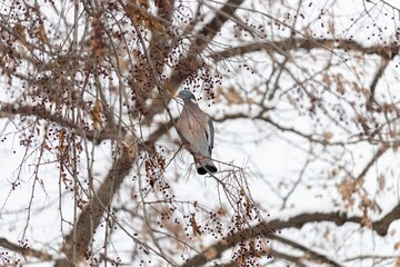 Wood pigeon (Columba palumbus) on a tree branch with dry berries in winter
